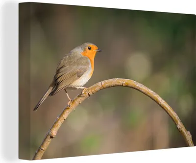 Produktbild von OneMillionCanvasses® - Leinwandbilder - 140x90 cm, Rotkehlchen - Vogel - Natur, Wandbilder Kunstdruck Wanddekoration - Foto auf Leinwand - Gemälde auf Holzrahmen