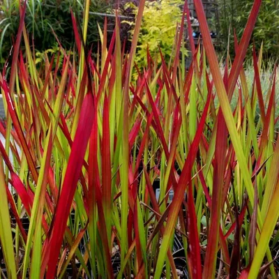 Produktbild von 6 Pflanzen Japanisches Blutgras 'Red Baron', Imperata cylindrica, 9 cm Topf