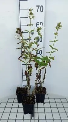 Obrázok produktu pre 6 x Phlox (p) 'Rembrandt' - Plamienok - kvetináč 9 x 9 cm