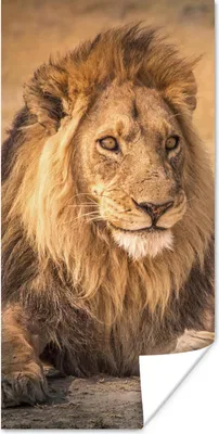 Produktbild von MuchoWow® Poster Löwe - Nahaufnahme - Savanne 20x40 cm - Plakat - Foto