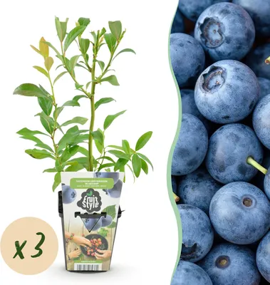Produktbild von Blaubeere Vaccinium corymbosum Bluecrop 3 Pflanzen winterhart Ø9cm 30cm