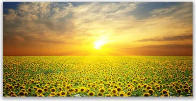 Produktbild von Acrylglasbilder 120x60 Wandbild Druck Sonne Wiese Sonnenblumen Natur