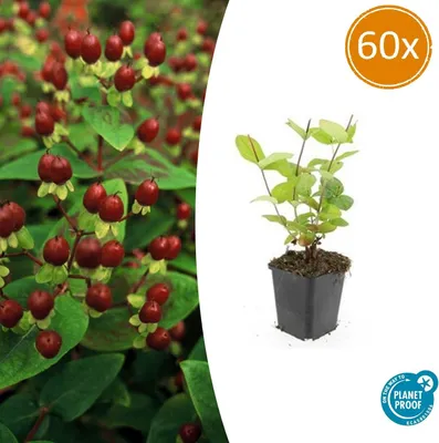 Produktbild von Bodendecker - Johanniskraut - Hypericum inodorum 'Beauty' - 9cm Topf - Set mit 60 Pflanzen