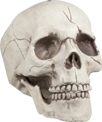 Produktbild von Schädel mit beweglichem Kiefer - Halloween Deko