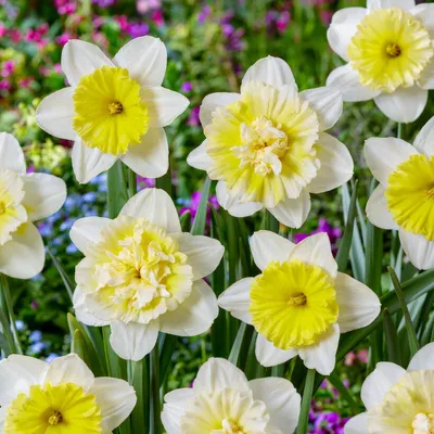 Imagen del producto de Bulbos de narciso, resistentes al invierno y perennes - Narcisos "Ice King" - 25 bulbos - Plantas aromáticas de Holanda - para jardín y macetas (no son semillas, no son artificiales)