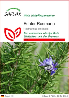 Produktbild von SAFLAX - Echter Rosmarin - Rosmarinus officinalis - 100 Samen