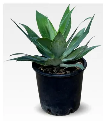 Produktbild von Agave attenuata – 30-40 cm – ⌀ 24 cm – Kakteen und Sukkulenten