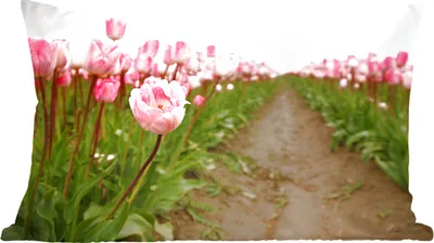 Produktbild von MuchoWow® Zierkissen Sofakissen Wohnzimmer Dekokissen 50x30 cm Ein Weg durch ein Tulpenfeld - Wohnzimmerdekoration - Polster mit Photo