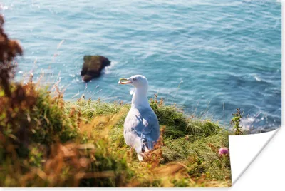 Produktbild von MuchoWow® Poster Möwe - Klippe - Wasser 180x120 cm - Fotoplakat