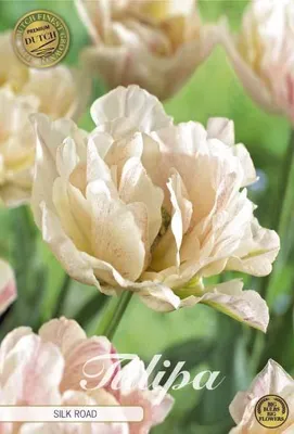 Artikelbild 1 von 'Tulpe Silk Road (7 Stück)' aus der Kategorie Tulpenzwiebeln