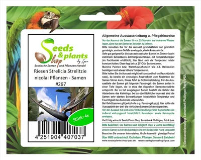 Produktbild von 4x Riesen Strelitzia nicolai Strelitzie Garten Pflanzen - Samen #267