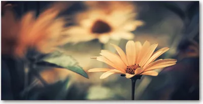 Produktbild von Tulup Glas-Bild -140x70- Wandkunst Dekorative Wand für Küche & Wohnzimmer - Blumen & Pflanzen - Frühlingsblume - Beige