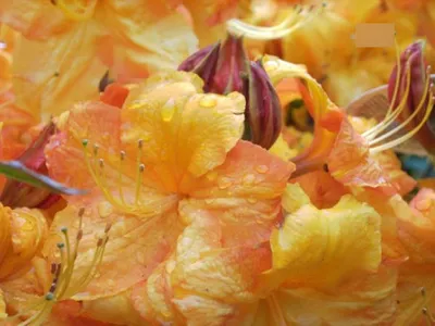Produktbild von Sommergrüne Azalee Klondyke - Rhododendron luteum Klondyke - 40-50cm