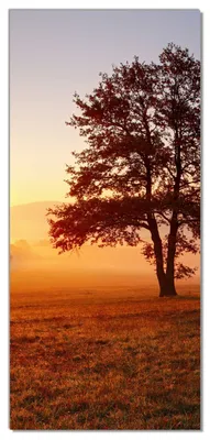 Produktbild von Wallario selbstklebende Türtapete 100 x 220 cm - Sonnenaufgang über der Wiese mit Nebel - Abwischbar, rückstandsfrei zu entfernen