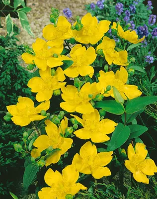 Produktbild von Hypericum 'Hidcote', Johanniskraut, leuchtend gelb, ca. 9x9 cm Topf