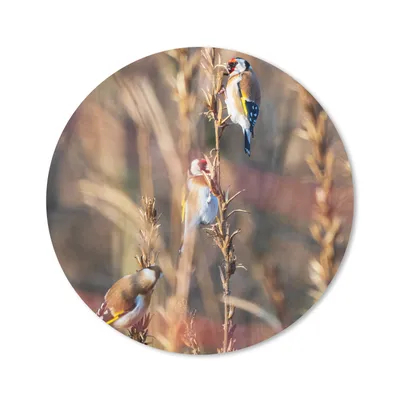 Produktbild von MuchoWow® Mauspad Mousepad Vögel - Äste - Wald 50x50 cm - Mousepads - Maus Mat - Pad - Mausunterlage - Vinyl