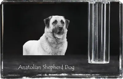 Produktbild von Anatolischer Hirtenhund - Stifthalter, Kristallorganizer mit Hundefoto, einzigartige Schreibtischdekoration der Marke Art-Dog