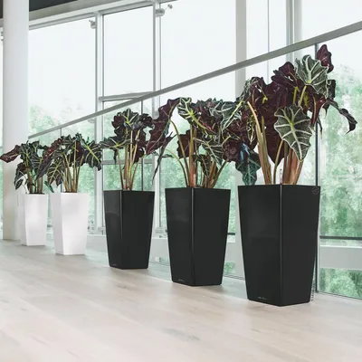 Obrázek produktu pro Lechuza Samozavlažovací květináč Cubico Premium 30 cm, antracitová