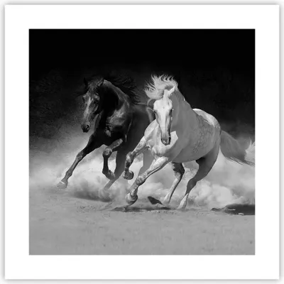 Produktbild von Poster - Poster ohne Rahmen - Andalusier Pferde Galopp - 40x40 cm - Wand Bild - Wanddeko - Wandbilder - Kunstposter - Wandposter - Bilder - Kunstdruck - Wanddekoration - Wandbild - P2XAC40x40-4240