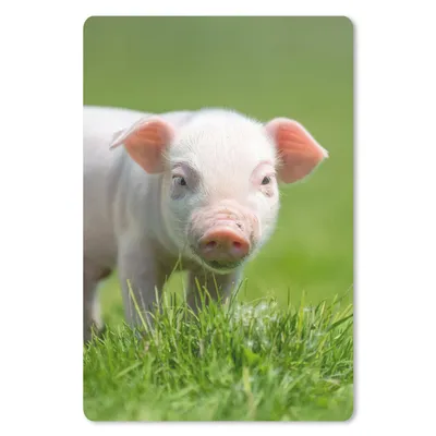 Produktbild von MuchoWow® Mauspad Mousepad Ferkel - Kaninchen - Tiere 18x27 cm - Mousepads - Maus Mat - Pad - Mausunterlage