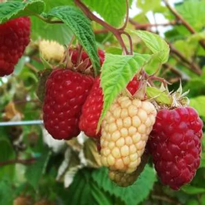Produktbild von Rubus Idaeus 'Polka' Himbeerstrauch, 2-Liter-Topf