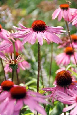 Produktbild von Echinacea purpurea 'Magnus' – 48 Pflanzen – ↕10-25cm – Ø9cm – Purpur-Sonnenhut – Winterharte Staude – Bienen & Schmetterlinge – Pflegeleicht