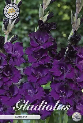 Artikelbild 2 von 'Gladiole Mombasa (10 Stück)' aus der Kategorie Gladiolenzwiebeln