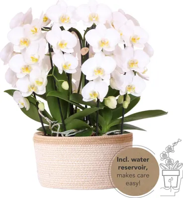 Image de Orchidées Colibri | ensemble d'orchidées blanches dans un panier en coton avec réservoir d'eau | trois orchidées blanches courbées Niagara Fall 12cm | Mono Bouquet blanc gîte