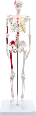 Produktbild von Mini Skelett Anatomie Modell 85cm Muskelbemalung flexible Gelenke Schädel