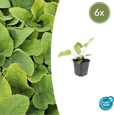 Produktbild von Bodendecker – Russells Phlomis – Phlomis russeliana – 9-cm-Topf – 6er-Set