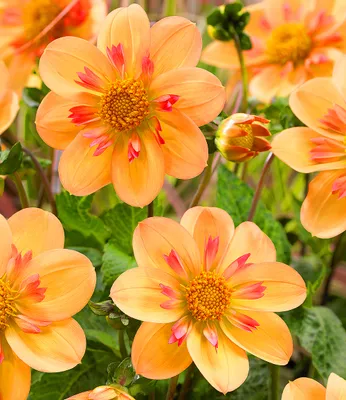 Produktbild von BALDUR Garten 2x Dahlie 'Kelsey Annie Joy', Knollen in Größe I, attraktive Blüten, Schmetterlingsmagnet, Blickfang für Töpfe und Beete, Schnittblume, mehrjährig - frostfrei halten