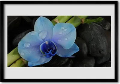 Produktbild von Bild 100x70 MDF-Rahmen Wandkunst Stein Blume Pflanze