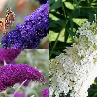 Produktbild von 3-er set Schmetterlingsflieder/Buddleja/Sommerflieder, Duftend und Winterhard | White Profusion + Empire Blue + Pink Delight | 3 x 2 liter Töpfe