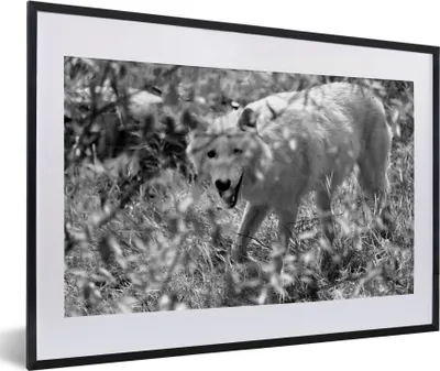 Produktbild von MuchoWow® MuchoWow® Gerahmtes Poster Weißer Wolf im Gras in Schwarz und Weiß 60x40 cm - Poster mit zchwarzem Bilderrahmen - Schlafzimmer - Plakat in Rahmen - Drucken