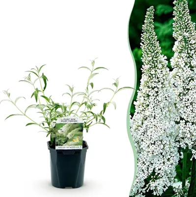Image de Vlinderstruik - Buddleja davidii White Profusion - Bloem Wit - 1 Plant - Bladverliezend - Vlinderlokkend - 25-40cm - Ø18cm - Plante de jardin