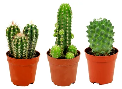 Produktbild von Mini-Kakteen Set - 3 Stück im 5,5 cm Pflanztopf - Kleine Kaktus Zimmerpflanze Sammlung - Höhe: 5-10 cm