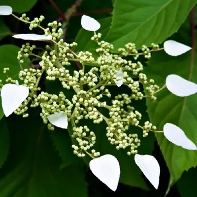 Produktbild von Spalthortensie - Schizophragma hydrangeoides  | 60-80 cm in Container