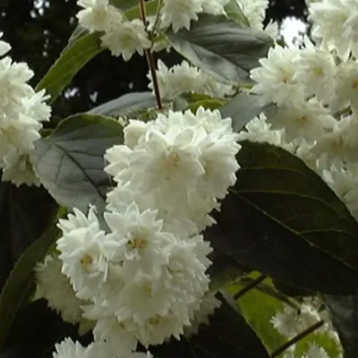 Produktbild von 2 x  Sternchenstrauch - Deutzia magnifica  | 60-80 cm in Container