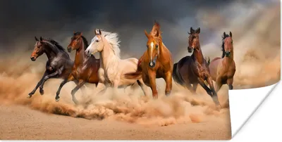 Produktbild von MuchoWow® Poster Pferde - Tiere - Sand - Stoff 150x75 cm - ohne Rahmen