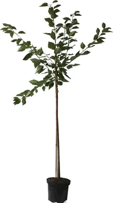 Produktbild von Kirschbaum `Große Schwarze Knorpelkirsche´ - Halbstamm 160-180cm im Topf
