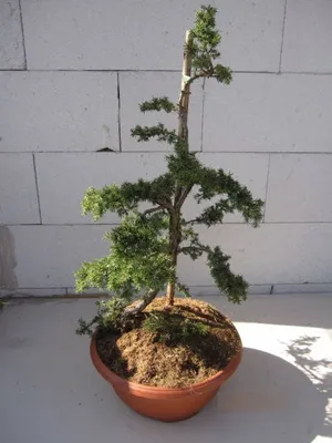 Produktbild von Teppichwacholder Green Carpet - Formschnitt - Juniperus communis - Bonsai 40-50cm