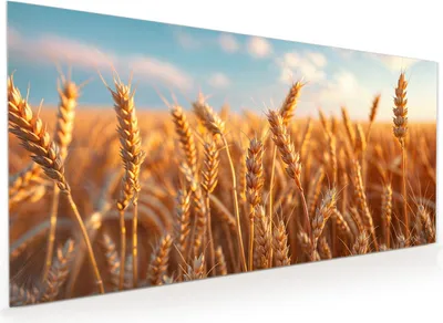 Produktbild von Küchenrückwand Spritzschutz Glas mit Motiv Weizenfeld Sonnenuntergang 40 x 40 cm