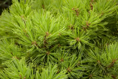 Produktbild von Pinus densiflora 'Low Glow', Kiefer, kompakt, 30–40 cm