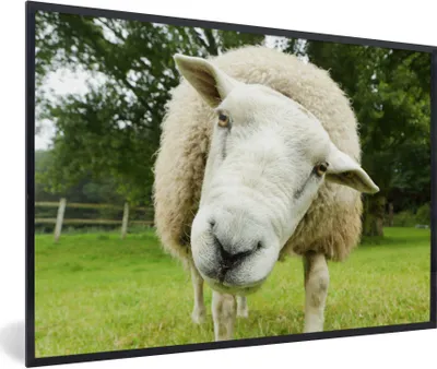 Produktbild von MuchoWow® Gerahmtes Poster Schaf - Lustig - Wiese - Kinder - Jungen - Mädchen - Kind 90x60 cm - Poster mit Schwarzem Bilderrahmen Wandposter Rahmen Foto Bilder - Fotorahmen - Foto-Plakat