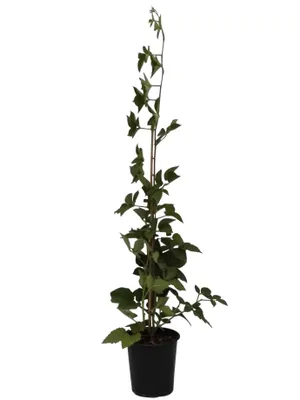 Produktbild von Zuckerbrombeere Asterina ® süß aromatisch 60-100 cm Brombeere Brombeerpflanze im  3,5 Liter Topf