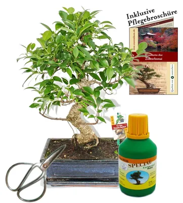 Obrázek produktu pro Bonsai čínský fíkovník (Ficus retusa), cca 10 let, 25cm miska, dárková sada s nůžkami a hnojivem