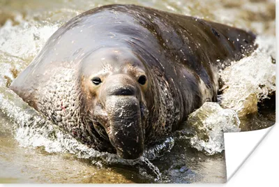 Produktbild von MuchoWow® Poster Tiere - Wasser - Strand 120x80 cm - Bilder