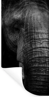 Produktbild von MuchoWow® Wandtattoo Wandsticker Wandaufkleber Elefant - Tier - Porträt 60x120 cm Selbstklebend und Repositionierbar - Selbstklebend - Fototapeten