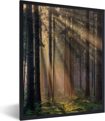 Produktbild von MuchoWow® Gerahmtes Poster Bäume - Wald - Sonne - Pflanzen 60x80 cm - Poster mit Schwarzem Bilderrahmen Wandposter Rahmen Foto Bilder - Premium - Wanddeko Wohnzimmer