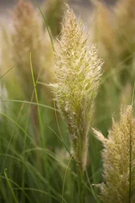 Produktbild von Pampasgras Liliput, im Topf - Cortaderia selloana